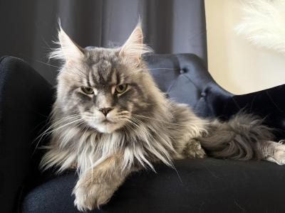 Blue Torbi - Maine Coon - Gallery Photo #1