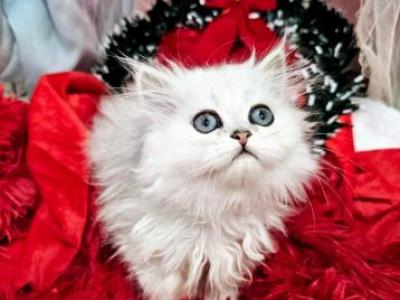 Gorgeous Stud Petit Line With Breeding Rights - Persian - Gallery Photo #1