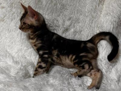 Marbled Male - Bengal - Gallery Photo #1