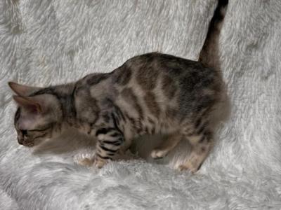 Silver Female Bengal With Glitter Coat - Bengal - Gallery Photo #1