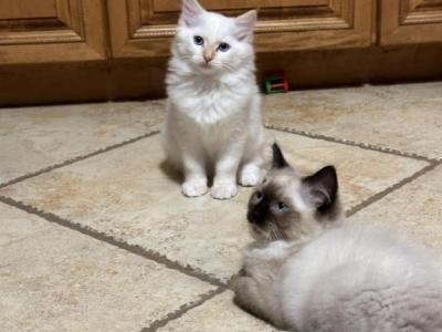 2 Male Ragdolls - Ragdoll - Gallery Photo #1