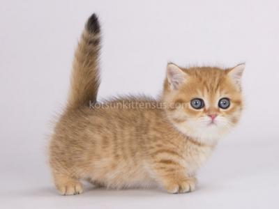 Samanly Chunky Munchkin Standard Golden Tabby - Munchkin - Gallery Photo #1