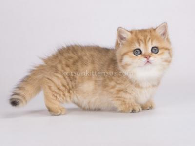 Sierra Chunky Munchkin Standard Golden Tabby - Munchkin - Gallery Photo #1