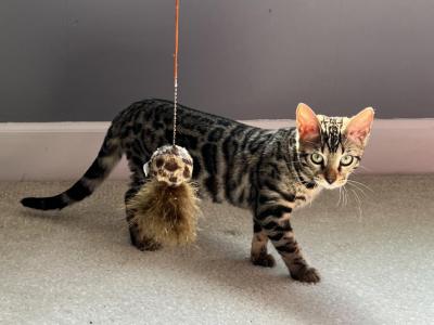 Rosette Female Bengal - Bengal - Gallery Photo #1