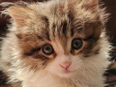 Little Ronnie - Norwegian Forest - Gallery Photo #1