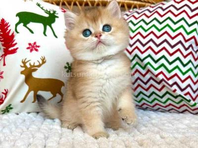 Lion Ny11 Black Golden Shaded British Shorthair - British Shorthair - Gallery Photo #1