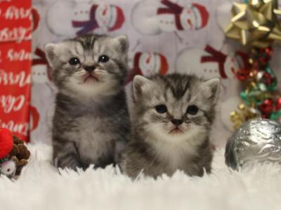 88 Percent British Shorthair Munchkin Kittens - Munchkin - Gallery Photo #1