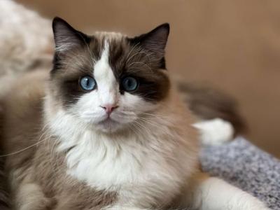 Ragdoll Stud Services - Ragdoll - Gallery Photo #1