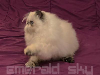 Meet Charlie Brown's Sweetheart - Himalayan - Gallery Photo #1