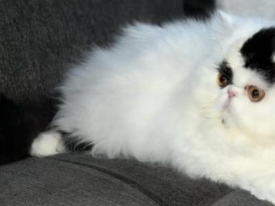 Patch - Persian - Gallery Photo #1