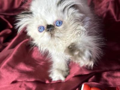 Kingsley Pookie Bear - Persian - Gallery Photo #1