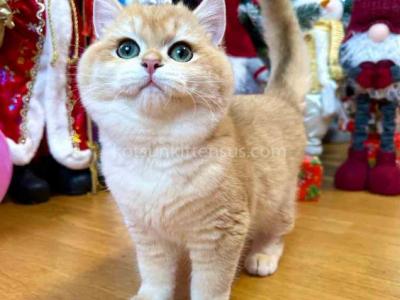 Ivan Ny 12 Black Golden Shell British Shorthair - British Shorthair - Gallery Photo #1