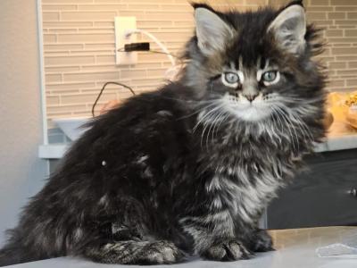 Athena - Maine Coon - Gallery Photo #1