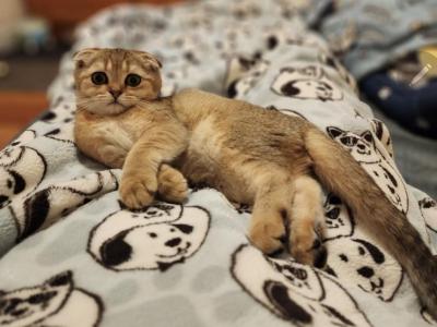 Chandra - Scottish Fold - Gallery Photo #1