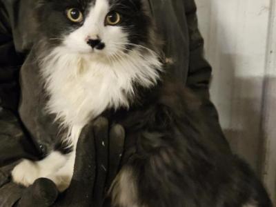 Polydactyl Black And White Long Hair Male - Polydactyl - Gallery Photo #1