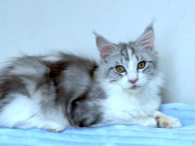 Edith - Maine Coon - Gallery Photo #1