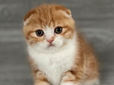 Elias Cattery - Scottish Fold - Gallery Photo #1