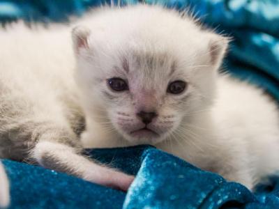 Cashmere Bengal Kittens - Bengal - Gallery Photo #1