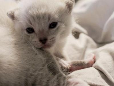 Bengal Kittens Snow And Rosette - Bengal - Gallery Photo #1