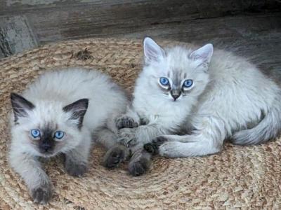 Ragdoll Snow Maine Coon Kittens Ready To Go - Ragdoll - Gallery Photo #1