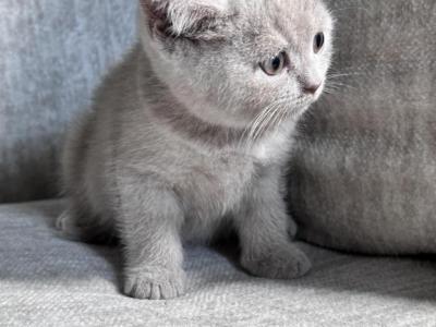 Lilac - British Shorthair - Gallery Photo #1