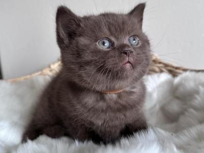 Brownie - British Shorthair - Gallery Photo #1