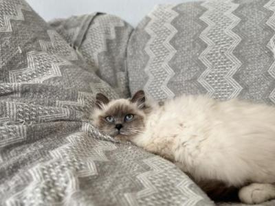 Mr Tom AVAILABLE - Ragdoll - Gallery Photo #1