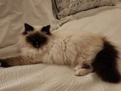 Our Cats In Their New Homes - Ragdoll - Gallery Photo #1