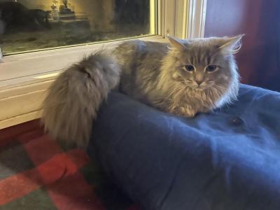 Lollipop Gorgeous Silver Blue Queen Maine Coon - Maine Coon - Gallery Photo #1