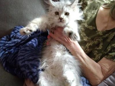 Kittens Go To Enveymeow - Maine Coon - Gallery Photo #1