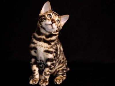 Bengal Baby - Bengal - Gallery Photo #1