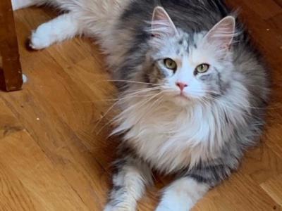 3 Expected Litters - Maine Coon - Gallery Photo #1