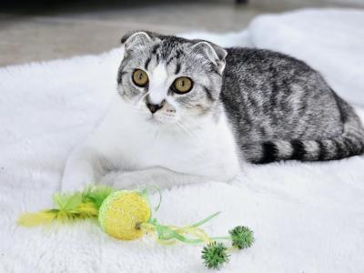 Scotty Fold Bunny - Scottish Fold - Gallery Photo #1