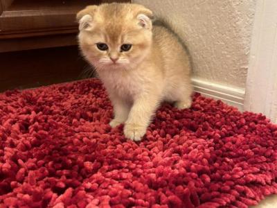 Simba - Scottish Fold - Gallery Photo #1