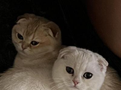 Tiny - Scottish Fold - Gallery Photo #1