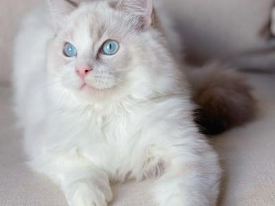 Buding - Ragdoll - Gallery Photo #1