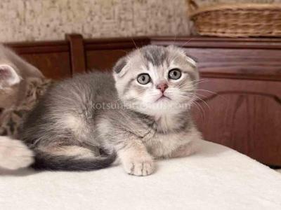 Luke Scottish Fold Boy Blue Ticked - Scottish Fold - Gallery Photo #1