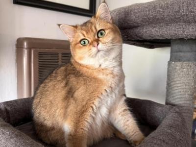 Yazia - British Shorthair - Gallery Photo #1