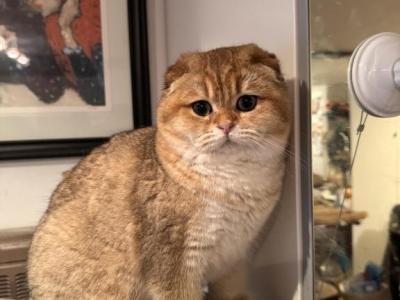 Marina - Scottish Fold - Gallery Photo #1