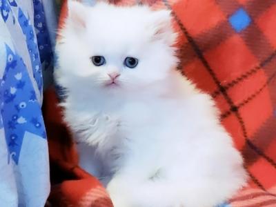 Blue Eyed White Persian - Persian - Gallery Photo #1