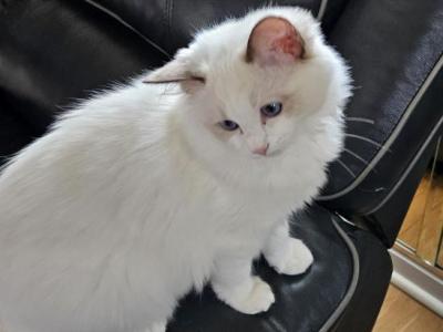 Belle - Female Ragdoll Kitten For Sale in Virginia, United States ...