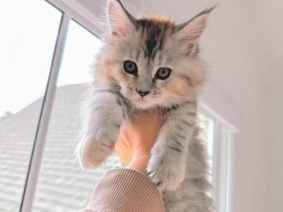 May Litter - Maine Coon - Gallery Photo #1