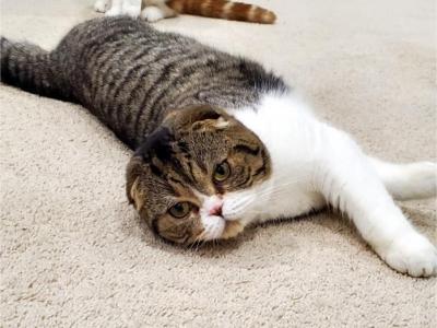 Мах - Scottish Fold - Gallery Photo #1