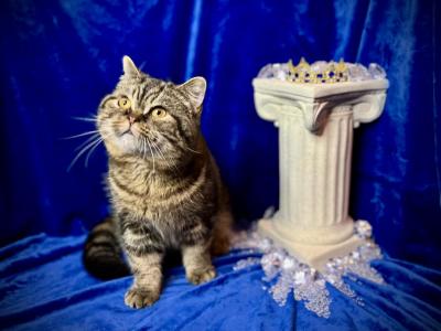 Graceland Minuet Kittens And Adults - Minuet - Gallery Photo #1