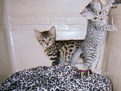 EGYPTIAN MAU CFA & TICA Registered - Egyptian Mau - Gallery Photo #1