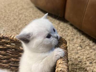 British Shorthair Kittens - British Shorthair - Gallery Photo #1