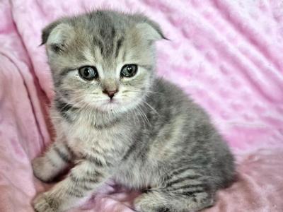 Berry - Scottish Fold - Gallery Photo #1