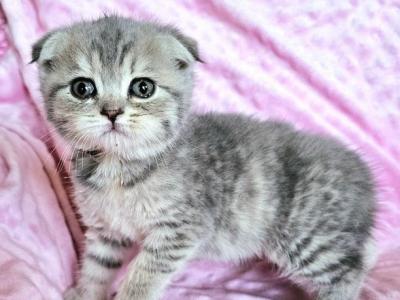 Cookie - Scottish Fold - Gallery Photo #1