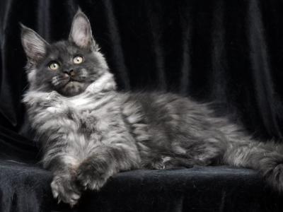 Manuella - Maine Coon - Gallery Photo #1