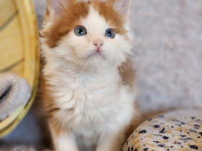Maine Coon Kittens - Maine Coon - Gallery Photo #1